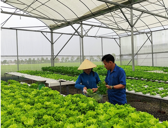 Chứng Nhận VietGAP Trồng Trọt của HTX Nông Nghiệp Phú Lộc